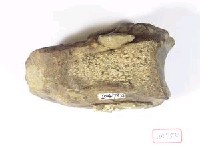 藏品(犀牛右跟骨)的圖片